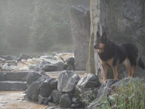 Our Lizzie Dog in the Stone Circle